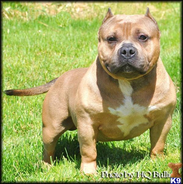 American Pit Bull Puppies